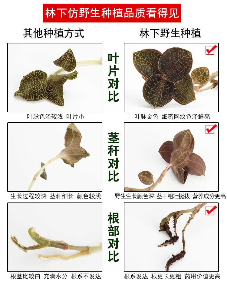 <a href=http://m.yuan-jian.com.cn/ target='_blank'>金線(xiàn)蓮</a>林下種植