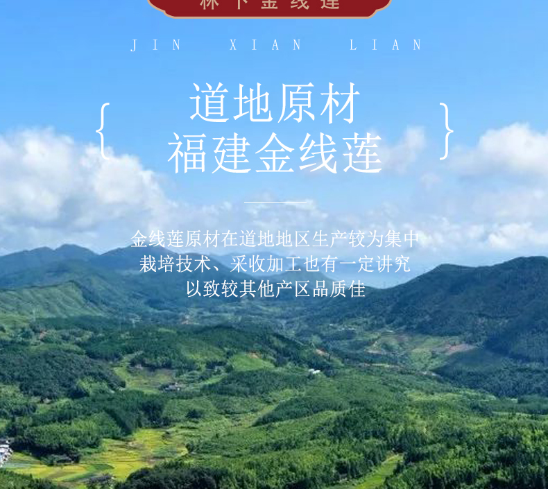 福建南靖金線(xiàn)蓮干品