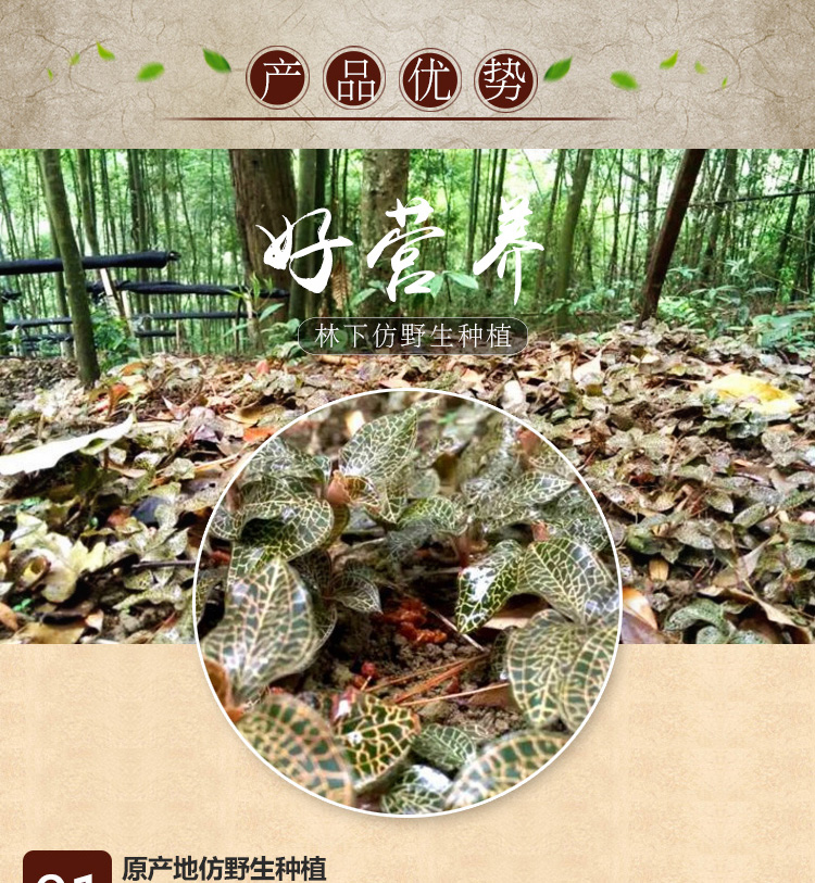 <a href=http://m.yuan-jian.com.cn/ target='_blank'>金線蓮</a>干品 20克禮盒裝