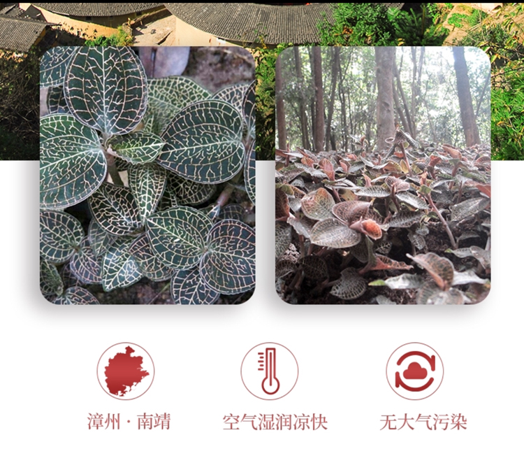 <a href=http://m.yuan-jian.com.cn/ target='_blank'>金線蓮</a>干品 50克10管 禮盒裝